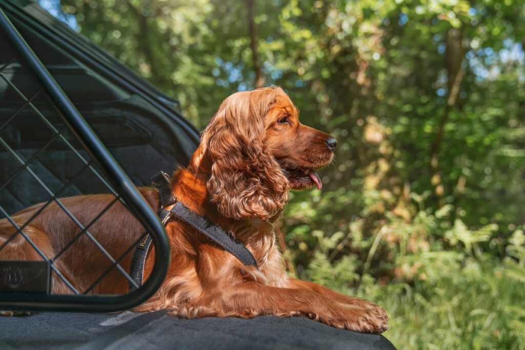 Bentayga dog-friendly - © Bentley